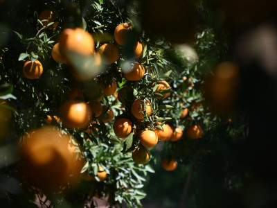 “สายน้ำผึ้งฝาง” ส้มสายน้ำแร่การันตี GI อำเภอฝาง ... พารามิเตอร์รูปภาพ 12