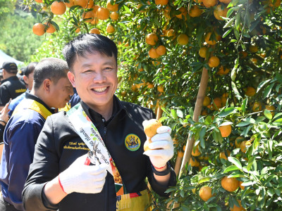 “สายน้ำผึ้งฝาง” ส้มสายน้ำแร่การันตี GI อำเภอฝาง ... พารามิเตอร์รูปภาพ 14