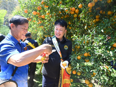“สายน้ำผึ้งฝาง” ส้มสายน้ำแร่การันตี GI อำเภอฝาง ... พารามิเตอร์รูปภาพ 15