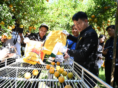 “สายน้ำผึ้งฝาง” ส้มสายน้ำแร่การันตี GI อำเภอฝาง ... พารามิเตอร์รูปภาพ 17