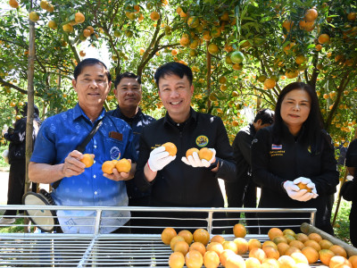 “สายน้ำผึ้งฝาง” ส้มสายน้ำแร่การันตี GI อำเภอฝาง ... พารามิเตอร์รูปภาพ 18