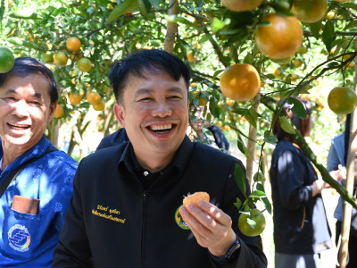 “สายน้ำผึ้งฝาง” ส้มสายน้ำแร่การันตี GI อำเภอฝาง ... พารามิเตอร์รูปภาพ 20