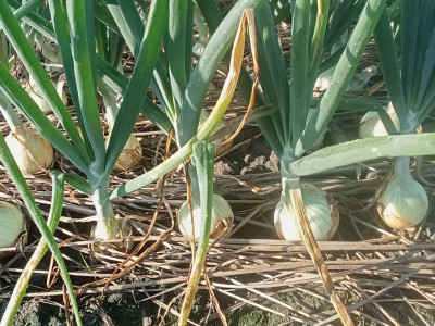 กรมส่งเสริมสหกรณ์ ... พารามิเตอร์รูปภาพ 9