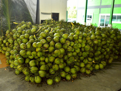 สหกรณ์ฯมะพร้าวน้ำหอมแปลงใหญ่วัดเพลง ต้นแบบสหกรณ์ ... พารามิเตอร์รูปภาพ 4