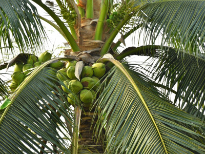 สหกรณ์ฯมะพร้าวน้ำหอมแปลงใหญ่วัดเพลง ต้นแบบสหกรณ์ ... พารามิเตอร์รูปภาพ 5