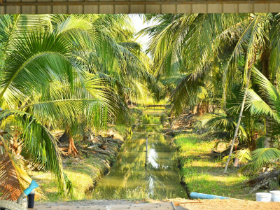 สหกรณ์ฯมะพร้าวน้ำหอมแปลงใหญ่วัดเพลง ต้นแบบสหกรณ์ ... พารามิเตอร์รูปภาพ 6