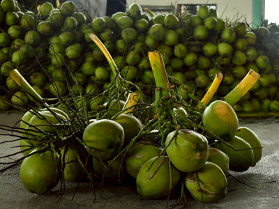 สหกรณ์ฯมะพร้าวน้ำหอมแปลงใหญ่วัดเพลง ต้นแบบสหกรณ์ ... พารามิเตอร์รูปภาพ 15