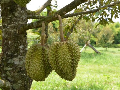 กรมส่งเสริมสหกรณ์เปิด 4 มาตรการรับมือผลไม้ปี 2569 ... พารามิเตอร์รูปภาพ 5