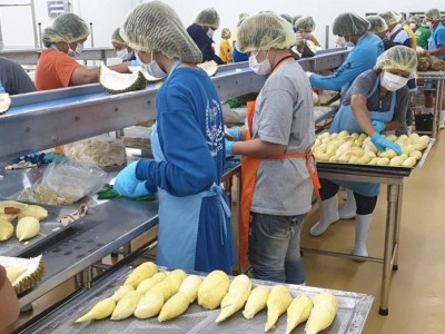 กรมส่งเสริมสหกรณ์เปิด 4 มาตรการรับมือผลไม้ปี 2569 ... พารามิเตอร์รูปภาพ 7