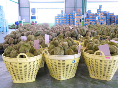 กรมส่งเสริมสหกรณ์เปิด 4 มาตรการรับมือผลไม้ปี 2569 ... พารามิเตอร์รูปภาพ 8