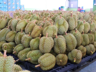 กรมส่งเสริมสหกรณ์เปิด 4 มาตรการรับมือผลไม้ปี 2569 ... พารามิเตอร์รูปภาพ 9