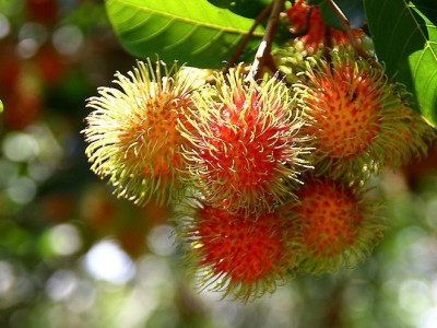 กรมส่งเสริมสหกรณ์เปิด 4 มาตรการรับมือผลไม้ปี 2569 ... พารามิเตอร์รูปภาพ 10