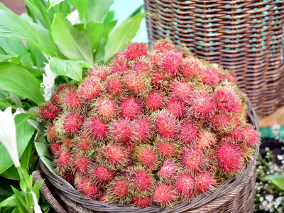 กรมส่งเสริมสหกรณ์เปิด 4 มาตรการรับมือผลไม้ปี 2569 ... พารามิเตอร์รูปภาพ 11