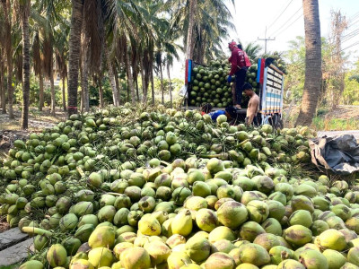 สหกรณ์ฯมะพร้าวน้ำหอมแปลงใหญ่วัดเพลง ต้นแบบสหกรณ์ ... พารามิเตอร์รูปภาพ 5