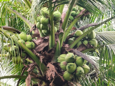 สหกรณ์ฯมะพร้าวน้ำหอมแปลงใหญ่วัดเพลง ต้นแบบสหกรณ์ ... พารามิเตอร์รูปภาพ 6