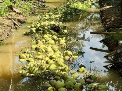 สหกรณ์ฯมะพร้าวน้ำหอมแปลงใหญ่วัดเพลง ต้นแบบสหกรณ์ ... พารามิเตอร์รูปภาพ 7