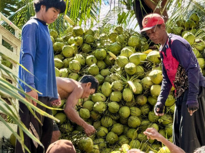 สหกรณ์ฯมะพร้าวน้ำหอมแปลงใหญ่วัดเพลง ต้นแบบสหกรณ์ ... พารามิเตอร์รูปภาพ 9