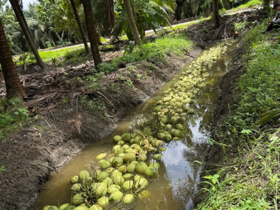 สหกรณ์ฯมะพร้าวน้ำหอมแปลงใหญ่วัดเพลง ต้นแบบสหกรณ์ ... พารามิเตอร์รูปภาพ 10