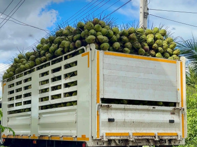 สหกรณ์ฯมะพร้าวน้ำหอมแปลงใหญ่วัดเพลง ต้นแบบสหกรณ์ ... พารามิเตอร์รูปภาพ 11
