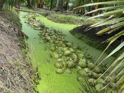 สหกรณ์ฯมะพร้าวน้ำหอมแปลงใหญ่วัดเพลง ต้นแบบสหกรณ์ ... พารามิเตอร์รูปภาพ 12