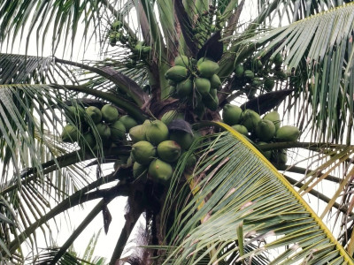 สหกรณ์ฯมะพร้าวน้ำหอมแปลงใหญ่วัดเพลง ต้นแบบสหกรณ์ ... พารามิเตอร์รูปภาพ 13