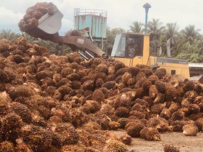 ดีเดย์! 7 เมษางดส่งออกน้ำมันปาล์มดิบ ... พารามิเตอร์รูปภาพ 1