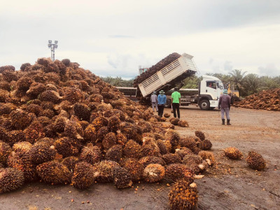 ดีเดย์! 7 เมษางดส่งออกน้ำมันปาล์มดิบ ... พารามิเตอร์รูปภาพ 2