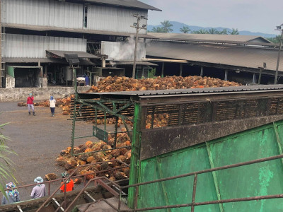 ดีเดย์! 7 เมษางดส่งออกน้ำมันปาล์มดิบ ... พารามิเตอร์รูปภาพ 4