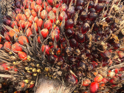 ดีเดย์! 7 เมษางดส่งออกน้ำมันปาล์มดิบ ... พารามิเตอร์รูปภาพ 6