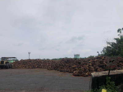 ดีเดย์! 7 เมษางดส่งออกน้ำมันปาล์มดิบ ... พารามิเตอร์รูปภาพ 7