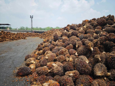 ดีเดย์! 7 เมษางดส่งออกน้ำมันปาล์มดิบ ... พารามิเตอร์รูปภาพ 8