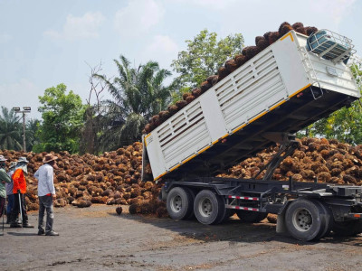 ดีเดย์! 7 เมษางดส่งออกน้ำมันปาล์มดิบ ... พารามิเตอร์รูปภาพ 13