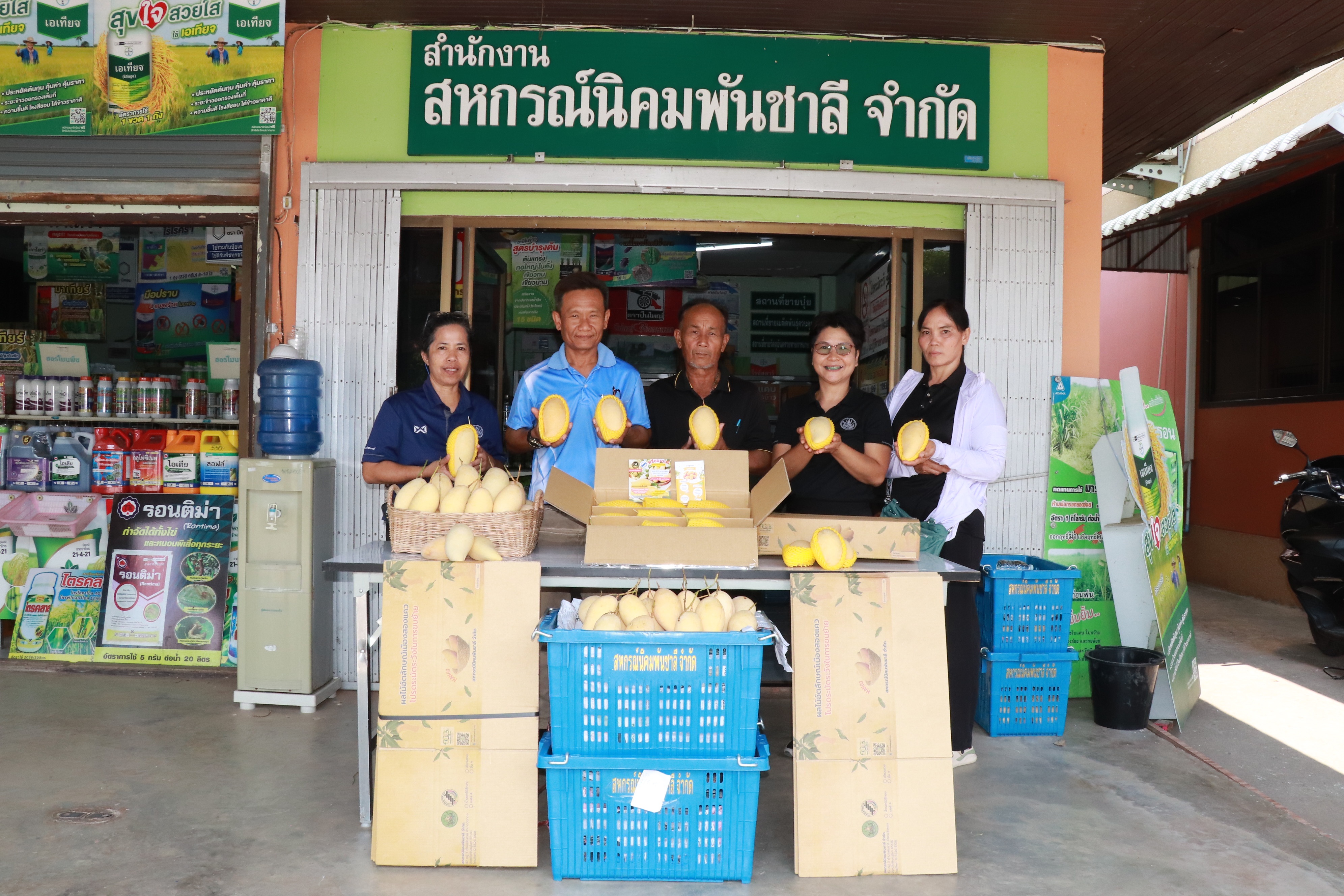 ผนึกเครือข่ายสหกรณ์ทั่วไทย เร่งระบายมะม่วงGIพิษณุโลก พารามิเตอร์รูปภาพ 1