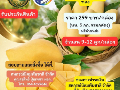 ผนึกเครือข่ายสหกรณ์ทั่วไทย เร่งระบายมะม่วงGIพิษณุโลก พารามิเตอร์รูปภาพ 1