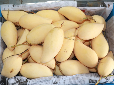 ผนึกเครือข่ายสหกรณ์ทั่วไทย เร่งระบายมะม่วงGIพิษณุโลก พารามิเตอร์รูปภาพ 2