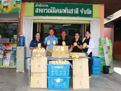 ผนึกเครือข่ายสหกรณ์ทั่วไทย เร่งระบายมะม่วงGIพิษณุโลก พารามิเตอร์รูปภาพ 3