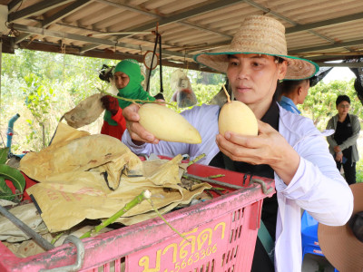 ผนึกเครือข่ายสหกรณ์ทั่วไทย เร่งระบายมะม่วงGIพิษณุโลก พารามิเตอร์รูปภาพ 5