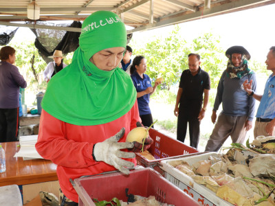 ผนึกเครือข่ายสหกรณ์ทั่วไทย เร่งระบายมะม่วงGIพิษณุโลก พารามิเตอร์รูปภาพ 6