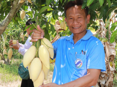 ผนึกเครือข่ายสหกรณ์ทั่วไทย เร่งระบายมะม่วงGIพิษณุโลก พารามิเตอร์รูปภาพ 7