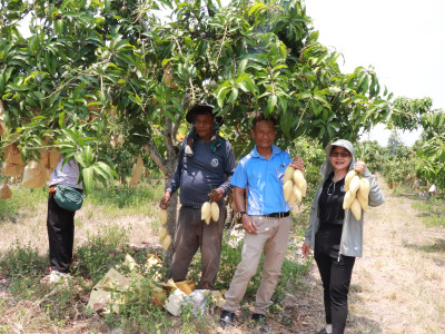 ผนึกเครือข่ายสหกรณ์ทั่วไทย เร่งระบายมะม่วงGIพิษณุโลก พารามิเตอร์รูปภาพ 8