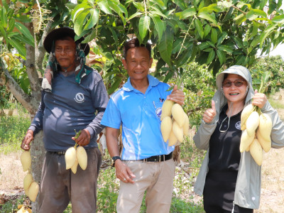 ผนึกเครือข่ายสหกรณ์ทั่วไทย เร่งระบายมะม่วงGIพิษณุโลก พารามิเตอร์รูปภาพ 9