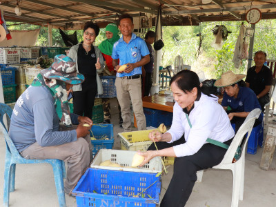 ผนึกเครือข่ายสหกรณ์ทั่วไทย เร่งระบายมะม่วงGIพิษณุโลก พารามิเตอร์รูปภาพ 10