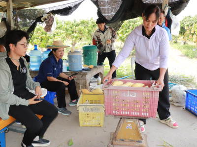 ผนึกเครือข่ายสหกรณ์ทั่วไทย เร่งระบายมะม่วงGIพิษณุโลก พารามิเตอร์รูปภาพ 11