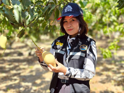 ผนึกเครือข่ายสหกรณ์ทั่วไทย เร่งระบายมะม่วงGIพิษณุโลก พารามิเตอร์รูปภาพ 12